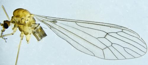 Réf. 275 922 : Trichocera annulata